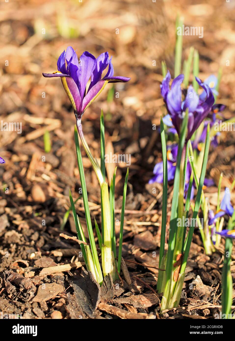 Newly flowering Purple Dwarf Iris growing against a natural plain garden background. Stock Photo