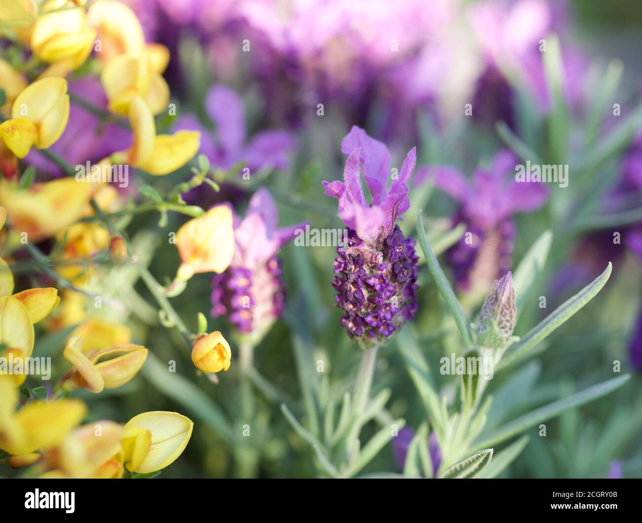 French Lavender Stems in full bloom next to a bunch of Yellow Cytisus scoparius Spring Flowers Stock Photo