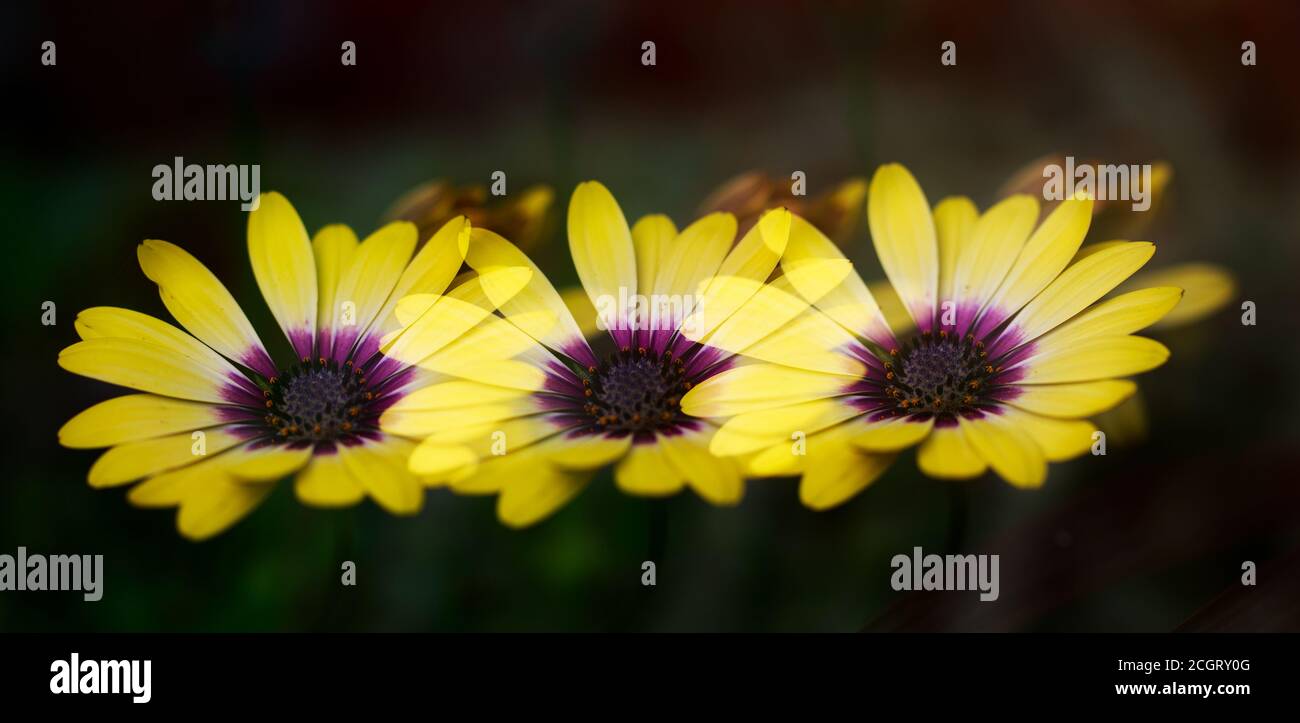 Multi-exposure photo of an overlapping Osteospernum flower in full bloom - giving the effect of three flowers Stock Photo