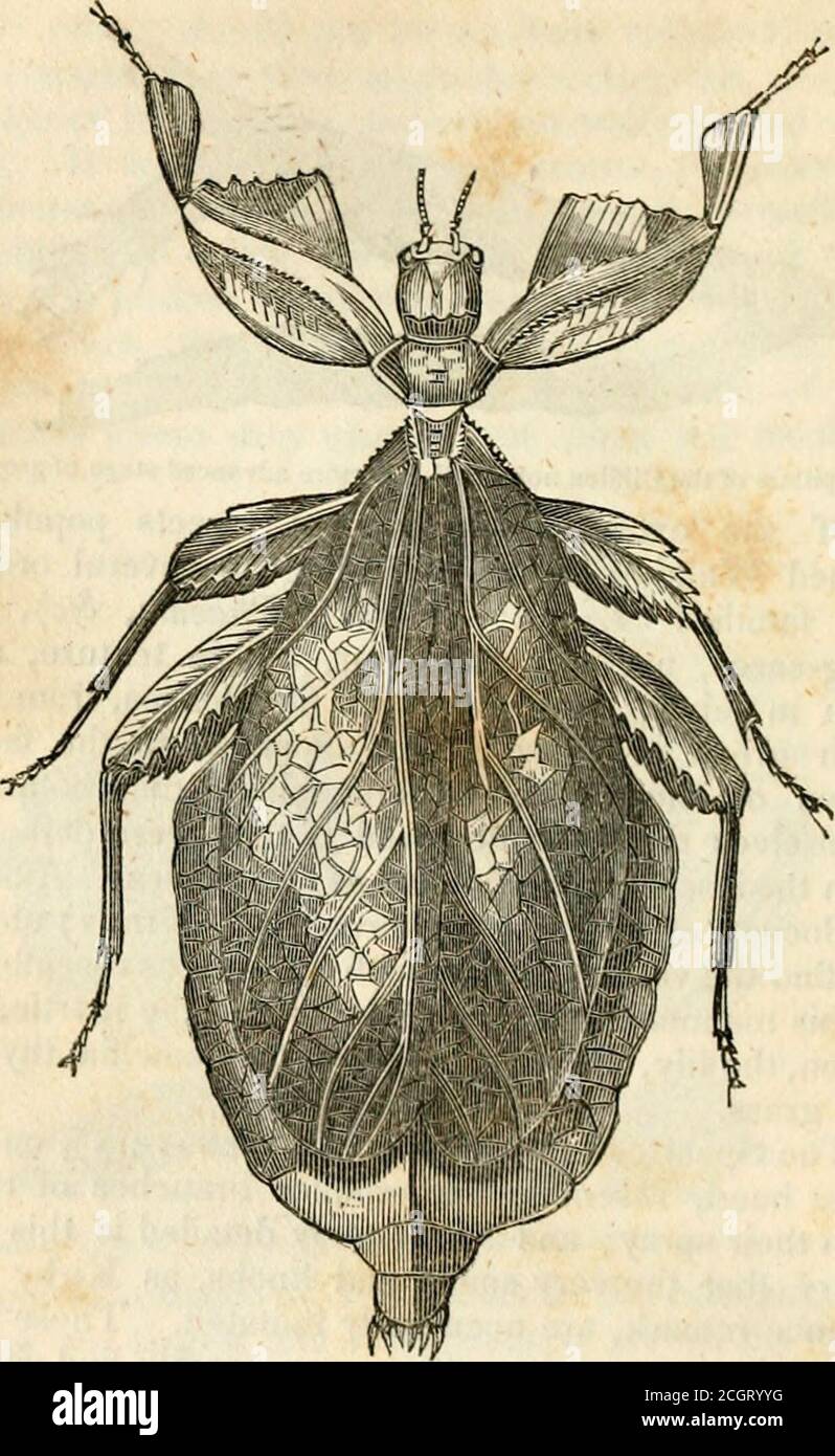 . Insect transformations . and fallen, that botaniststhemselves might ...