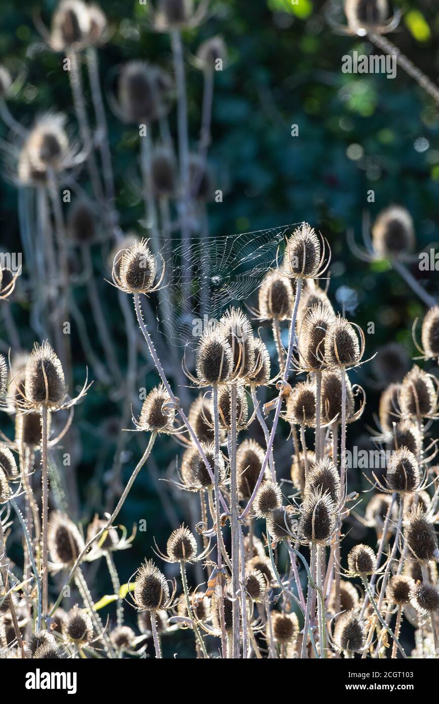 A spider's web spun on the head of teasels Dipsacus strongly lit by back light on an early Autumn morning Stock Photo