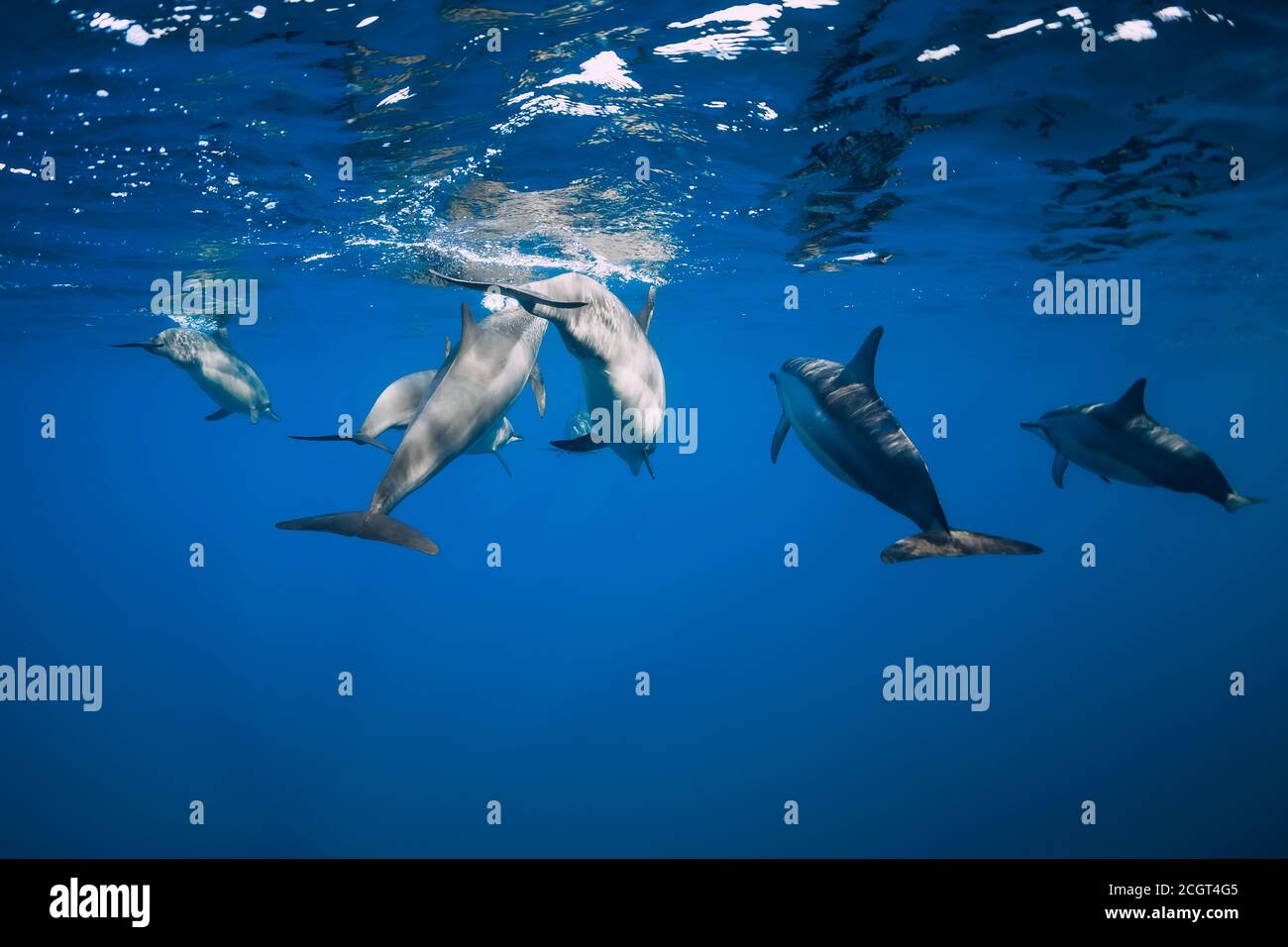 Dolphins underwater in blue tropical ocean. Dolphins family Stock Photo