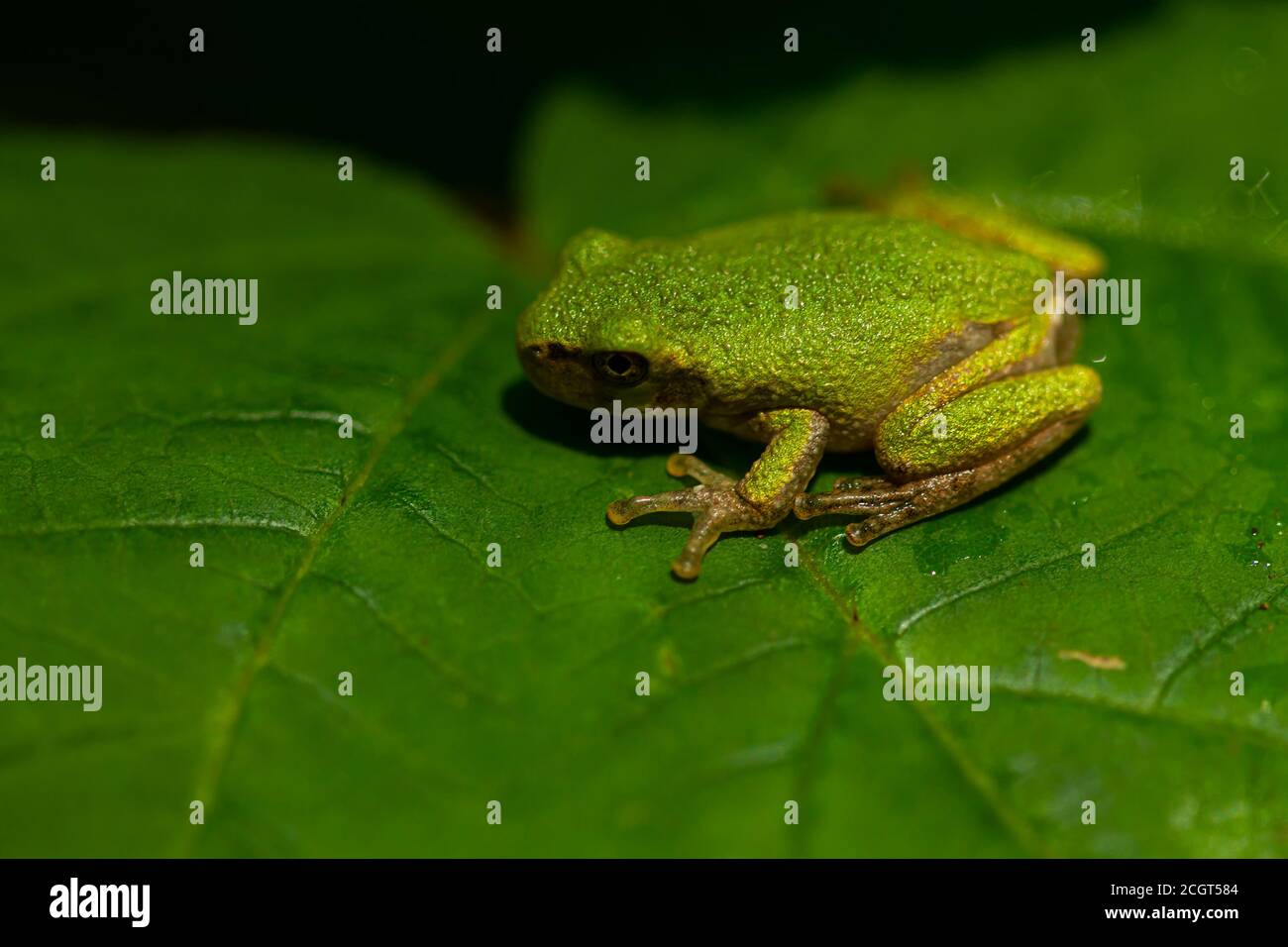 An extreme close up image of a tiny  tree frog (Hyla Versicolor), on a tree leaf in Maryland. Details of the slimy the skin of frog, its fingers , eye Stock Photo
