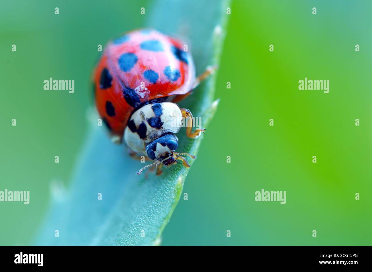 An Asian Lady beetle (Harmonia axyridis) closeup facing the camera. Stock Photo