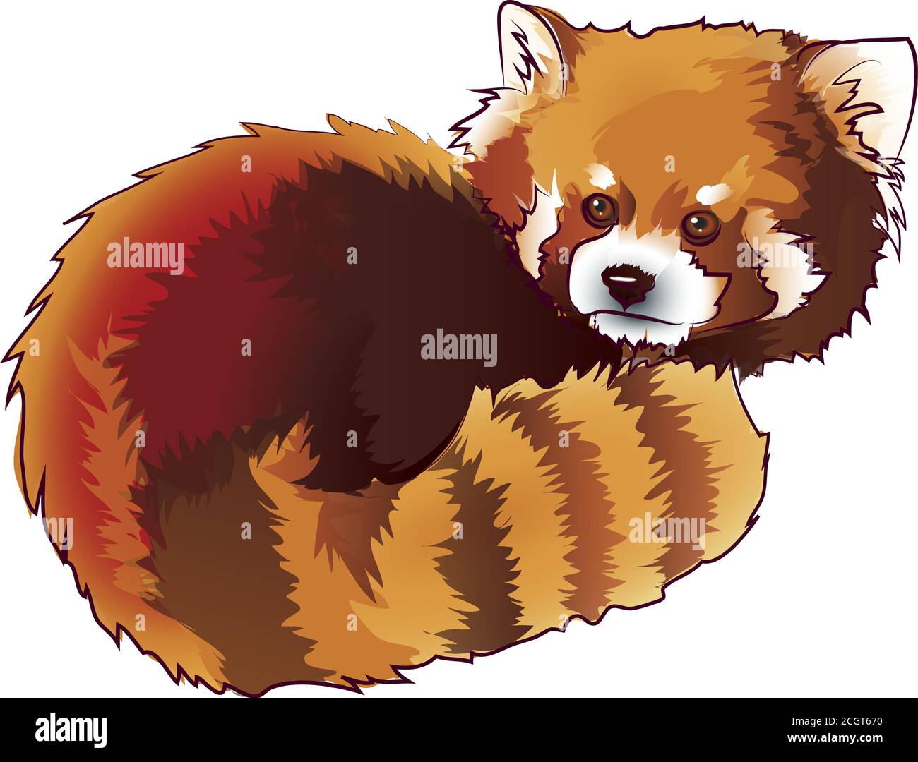 Vector Illustration Of Red Panda Cartoon Style Vector Illustrated Portrait Of Red Panda Also Called Red Bear Cat Stock Vector Image Art Alamy