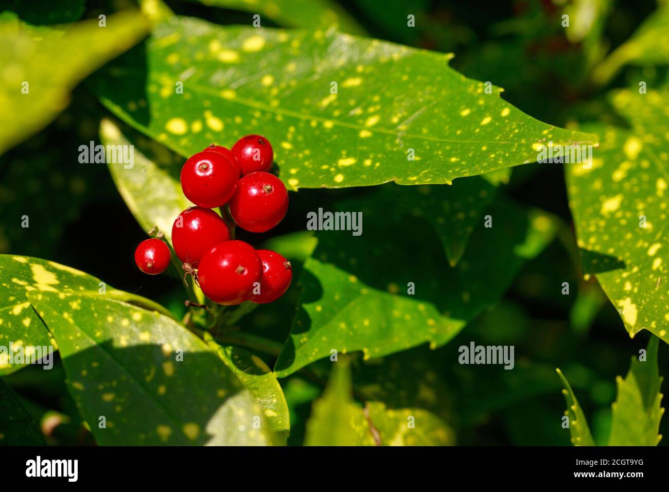Bright Red berries against lush green flecked leaves Stock Photo