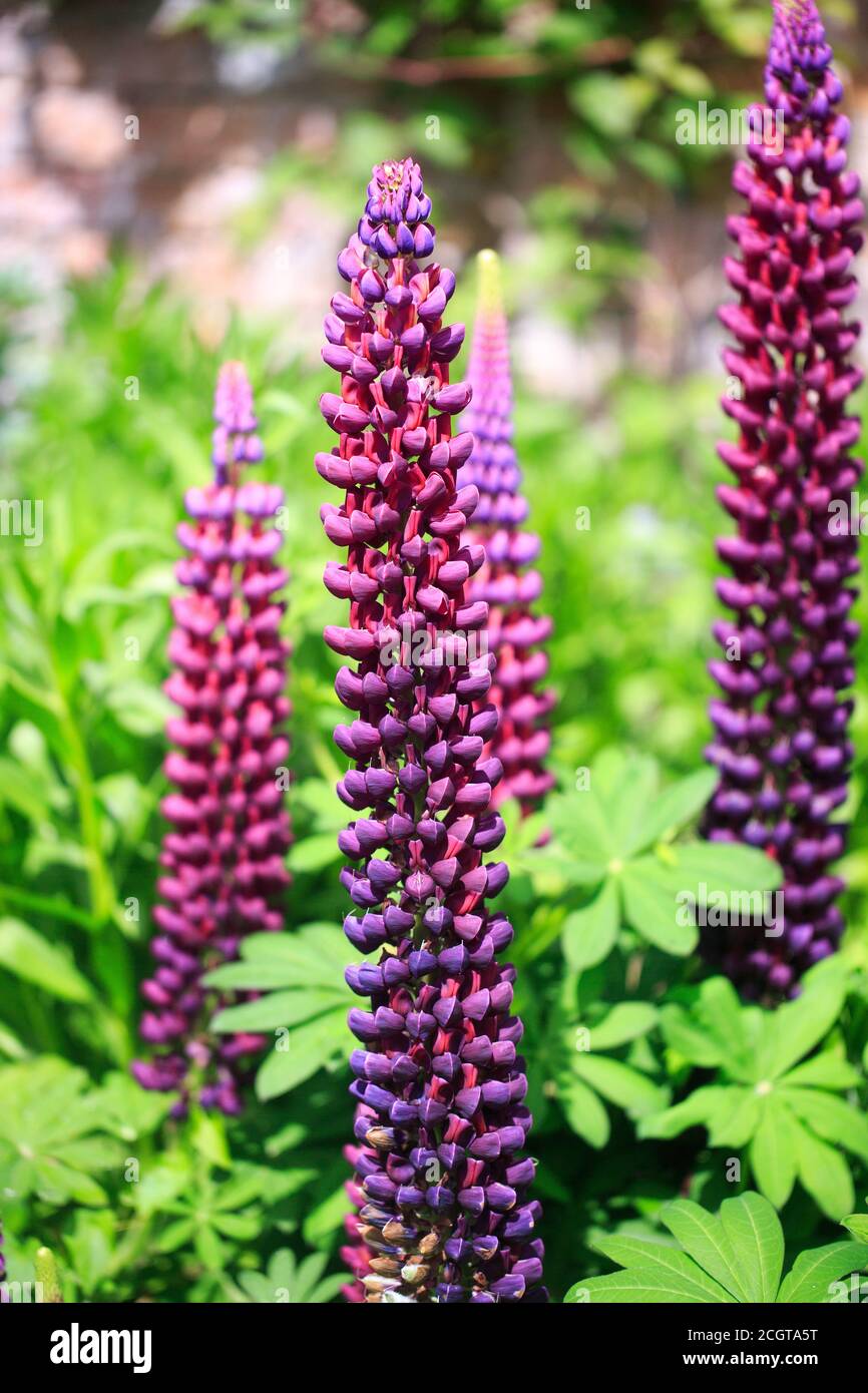 Tall pink and Purple Lupin in full bloom against a natural blurred green garden background with more lupins. Stock Photo