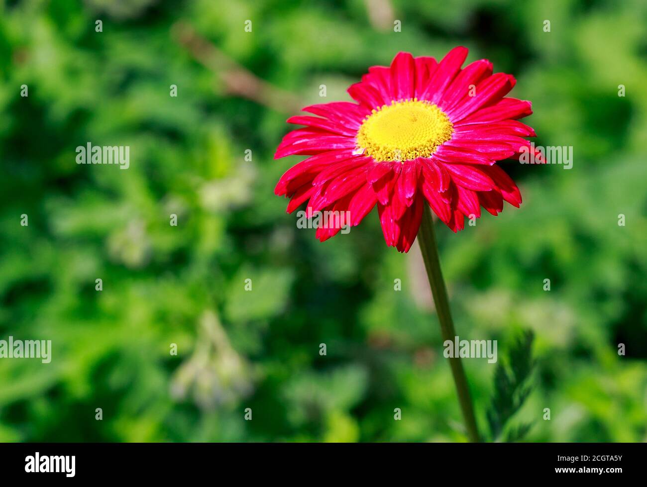 Pretty Bright Single Stem of a Red Gerbera Flower with a bright yellow stamen, against a bright green blurred garden background Stock Photo