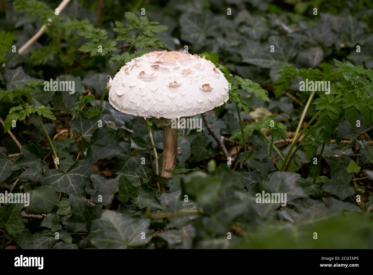 Macrolepiota rhacodes var. bohemica edibedible mushrooms with gills growing in a spinney amongst ivy M. rhacodes var. hortensis Stock Photo