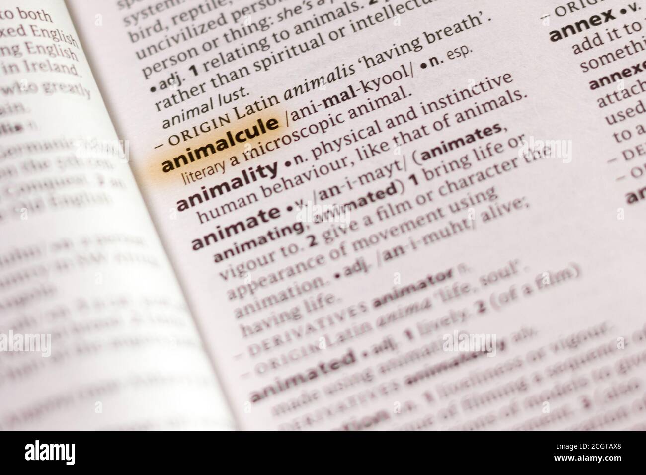 The word or phrase Animalcule in a dictionary highlighted with marker. Stock Photo
