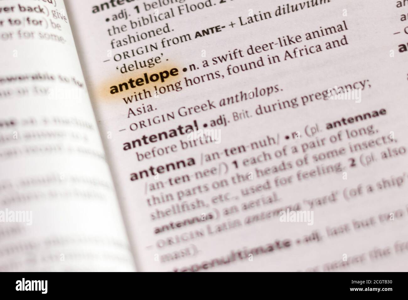 The word or phrase Antelope in a dictionary highlighted with marker Stock Photo Alamy