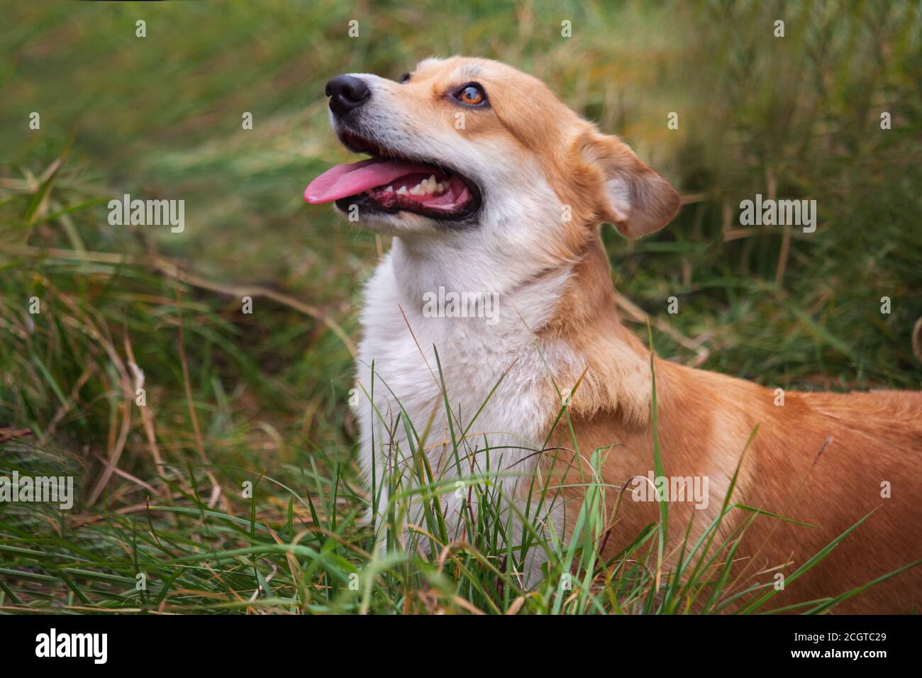 reddish-white welsh corgi stands in the green grass and looks up. Dog stuck out its tongue Stock Photo