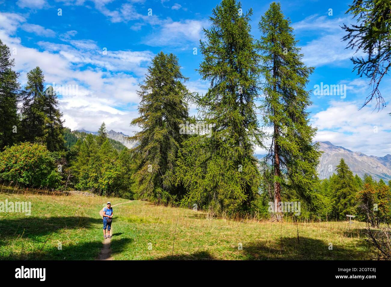 Female hiker walking through pine forest near Puy-Saint-Vincent, ski resort, in summer, Vanoise National Park, Ecrins, France Stock Photo