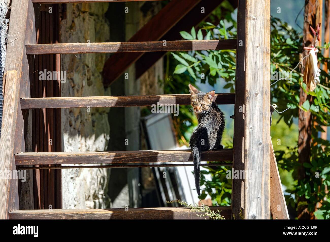Nervous brown feral cat, kitten on wooden stairs Puy-Saint-Vincent, ski resort, in summer, Vanoise National Park, Ecrins, France Stock Photo