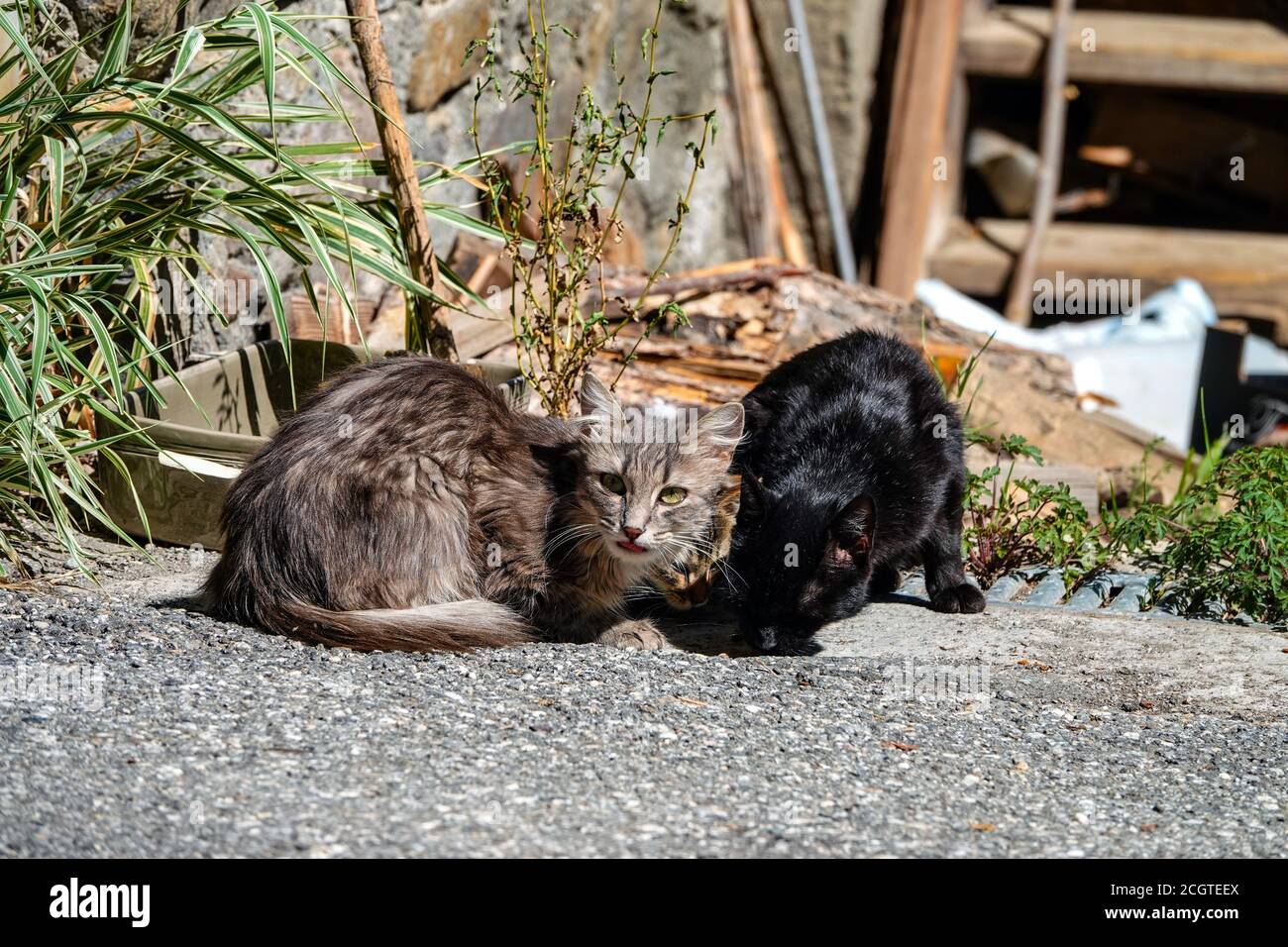 Nervous black and brown feral cats by wooden stairs Puy-Saint-Vincent, ski resort, in summer, Vanoise National Park, Ecrins, France Stock Photo