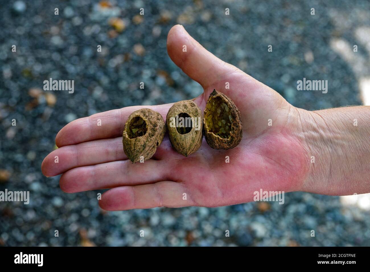 Walnuts with holes chewed by a squirrel, Puy-Saint-Vincent, ski resort, in autumn, Vanoise National Park, Ecrins, France Stock Photo