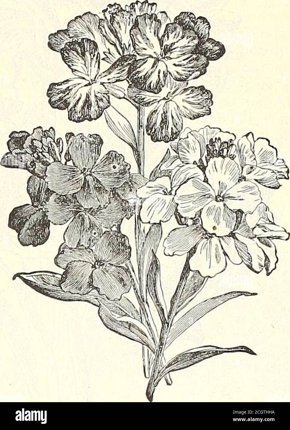 . Dreer's garden 1902 calendar . Single AVallflower. XERANTHEMUM. PER PKT. ViNCA. Zinnia Dwarf Double, (Everlasting.) 4430 Showy double free-flowering border annuals.If the flowers are cut in the bud state theymay be dried and used for winterbouquets; mixed colors 5 ZINNIAS. (Youth and Old Age.)The Double Zinnia is one of themost brilliant and showy of annuals,and has long been a general favorite.The seed can be sown early in the hot-bed and transplanted, or sown later inthe open ground.4445 Double Dwarf White... 5 4443 Orange 5 4444 Scarlet 5 4446 Salmon Rose 5 4441 Canary 5 4442 Jacqueminot. Stock Photo