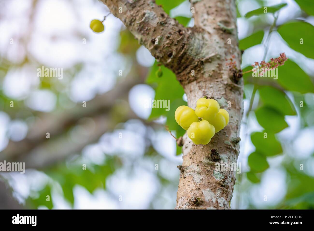 Star gooseberry, Phyllanthus (Phyllanthus acidus), on tree blurred bokeh background, Macro Stock Photo
