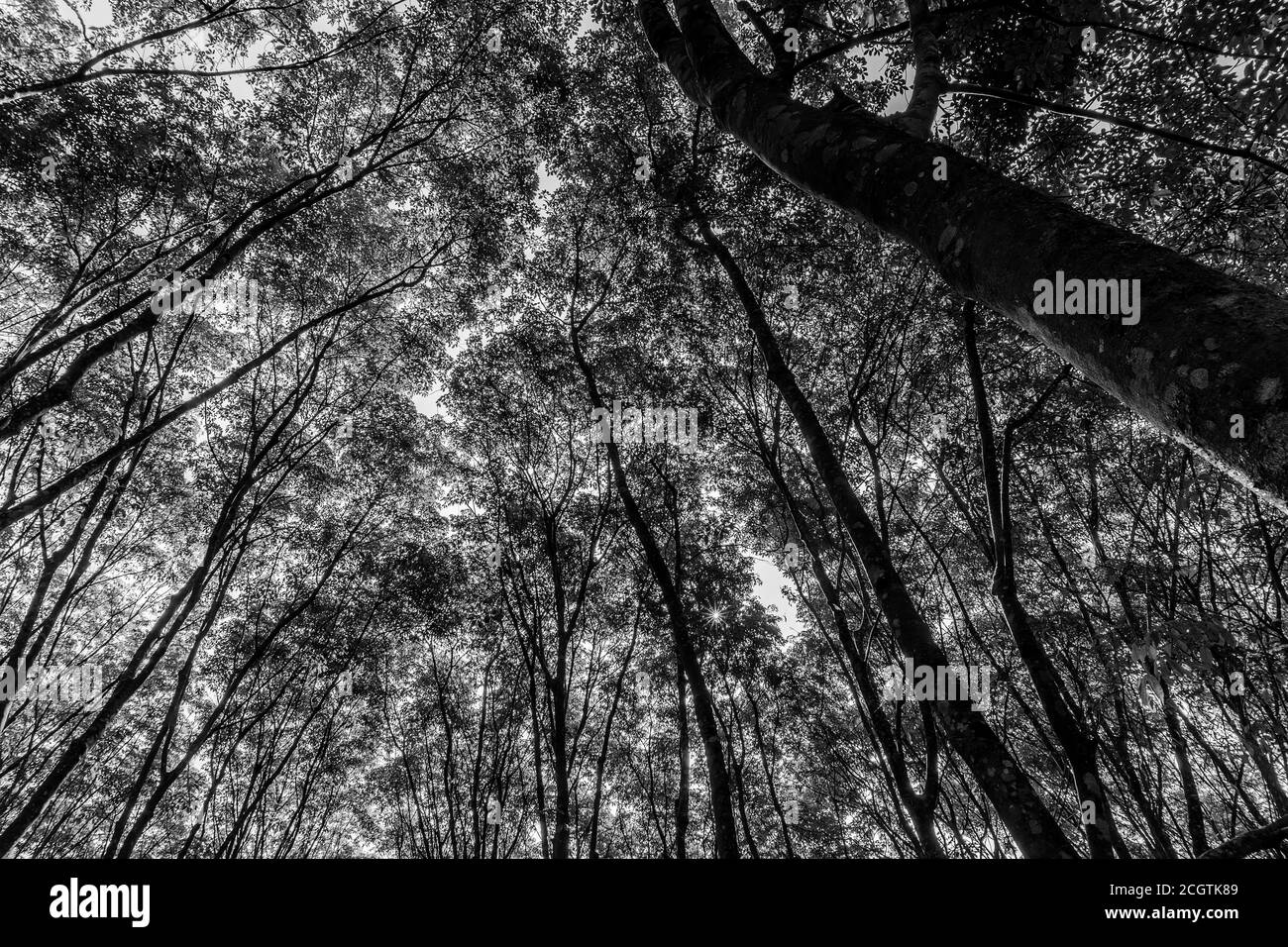 Latex rubber plantation or para rubber tree or tree rubber with leaves branch in southern Thailand, Black and white and monochrome style Stock Photo