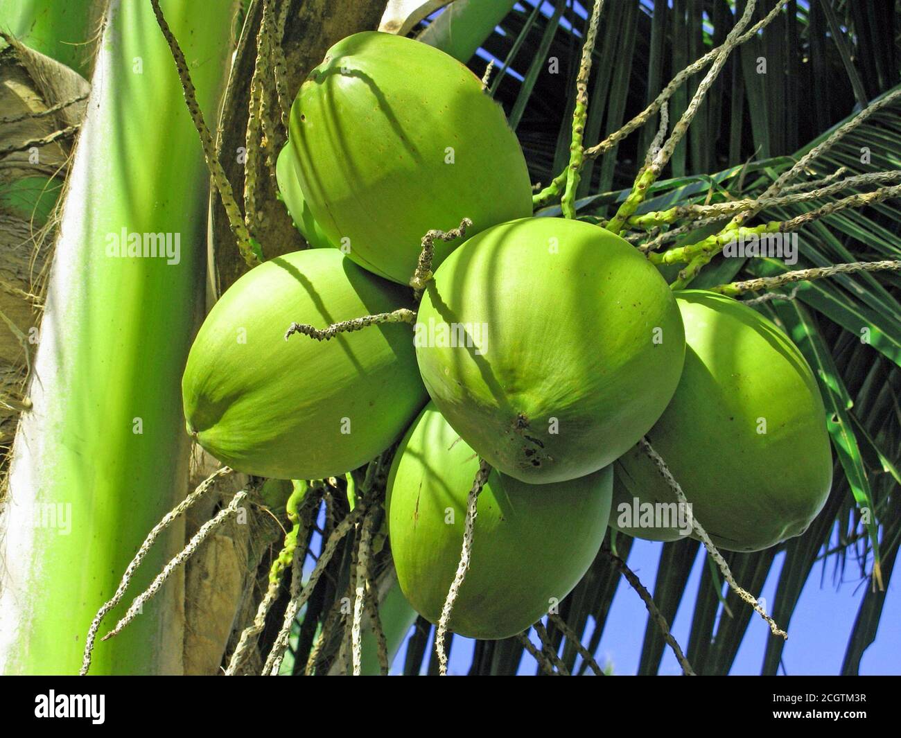 Noix De Coco Stock Photo Alamy