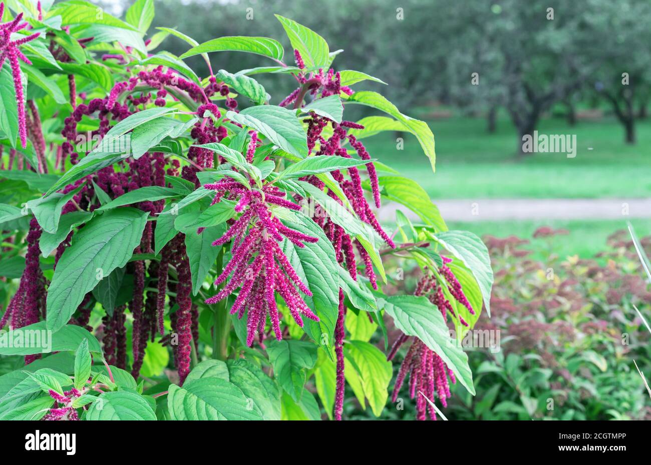 Red amaranth is an annual cereal and ornamental plant. Seeds and leaves