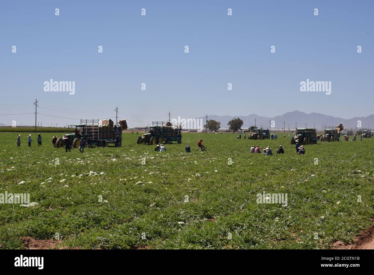 Arizona water melons hires stock photography and images Alamy