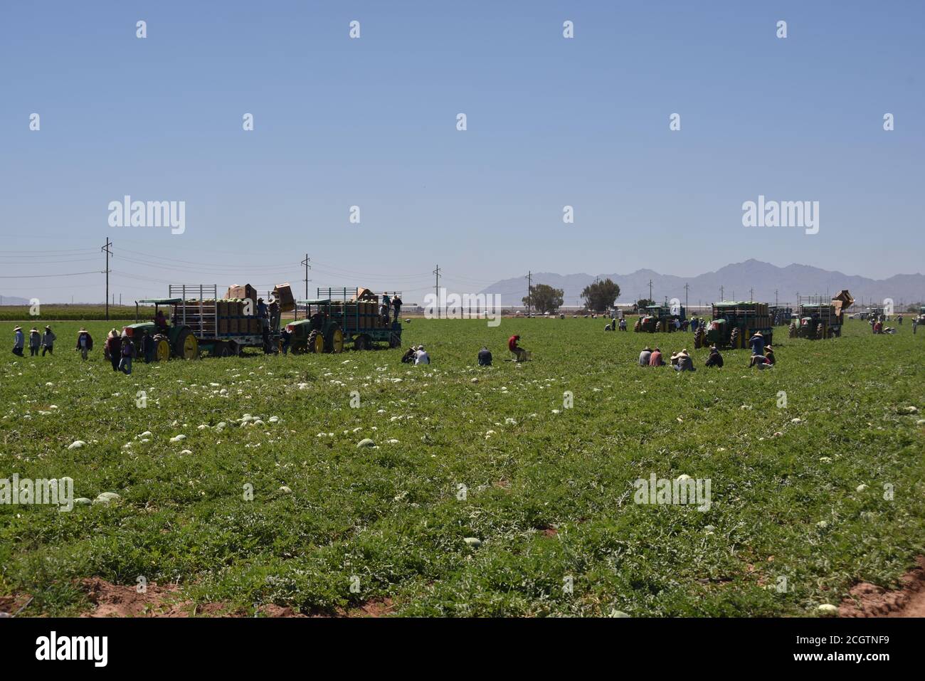 Melon field hires stock photography and images Alamy