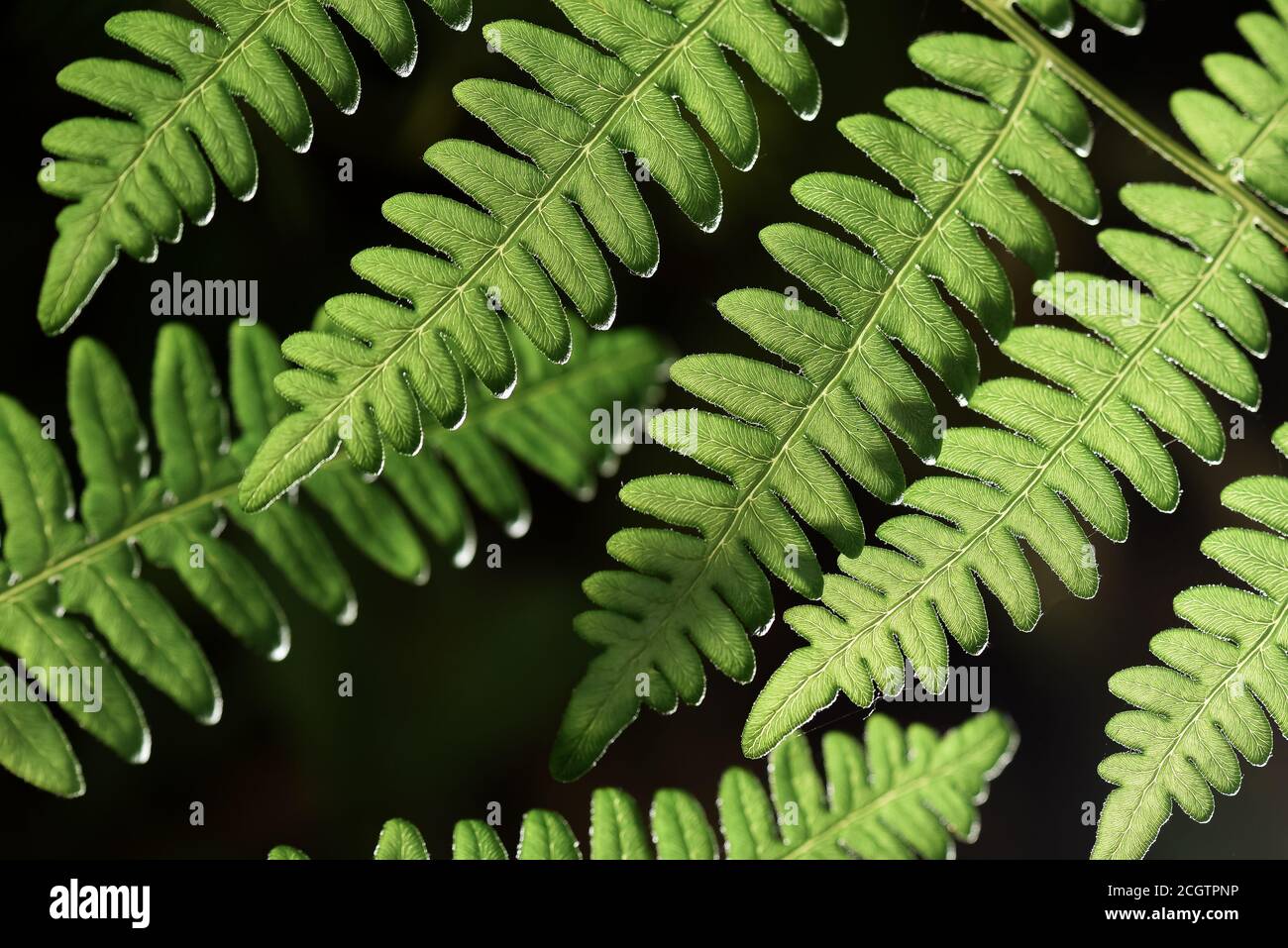 Fern texture background hi-res stock photography and images - Alamy