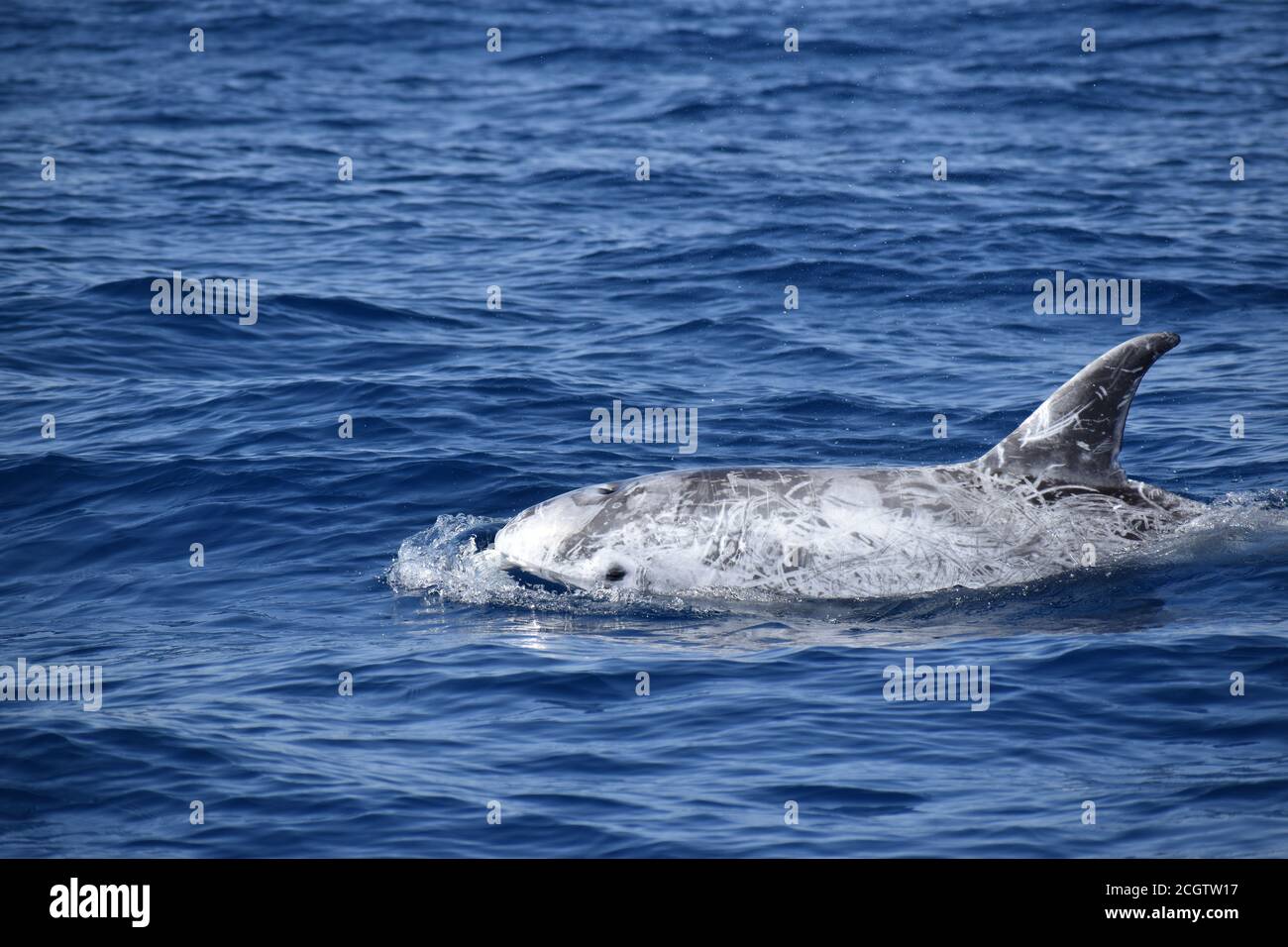 Risso's Dolphin (Grampus griseus) surfacing in Fuerteventura, the Canary Islands, March 2020 Stock Photo