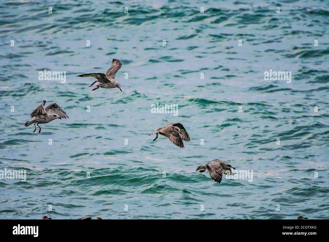 Juvenile Iceland gulls flying over the sea in fishing spot. Stock Photo