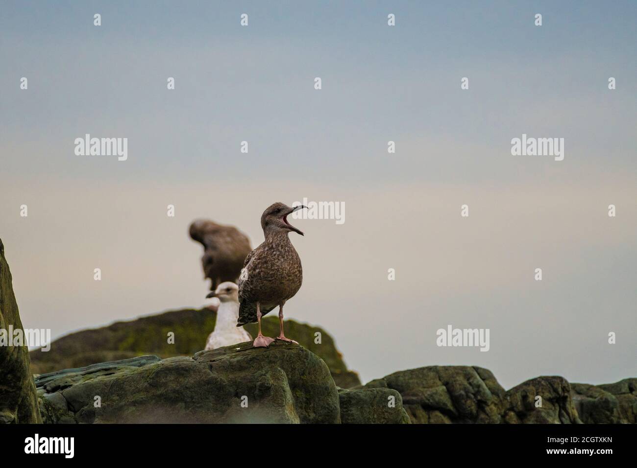 Birds yawn. Juvenile Iceland gulls looks sleepy in the morning. Stock Photo