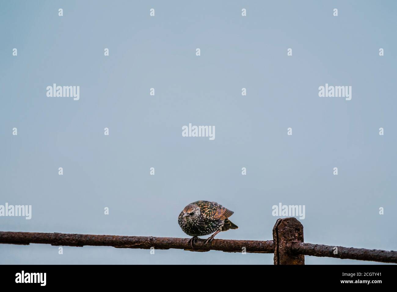 Starling perching on rusty bar. Stock Photo