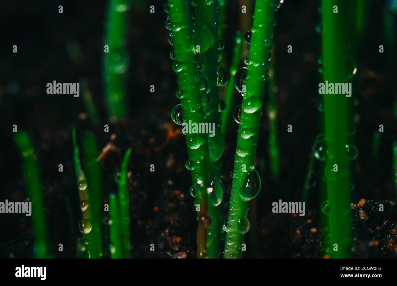 Background dew drops on green grass. Wet grass background. Stock Photo