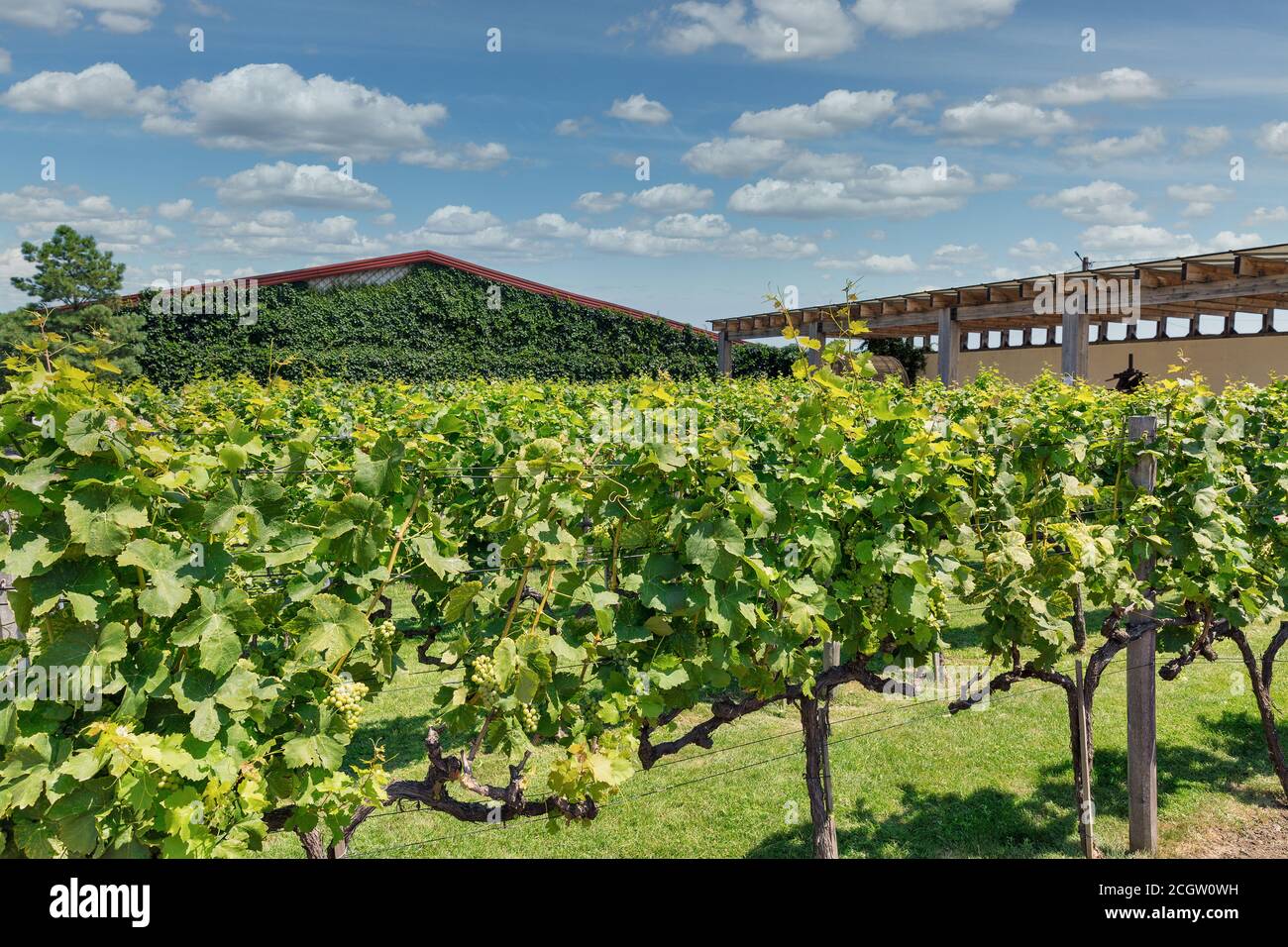 Winery grape garden with different grape varieties in Ukraine Stock