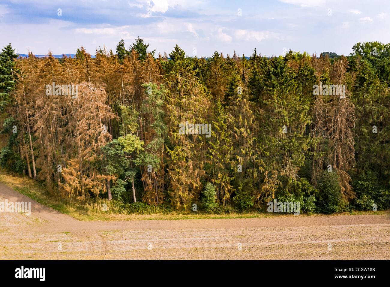 A partially dead spruce forest in the heart of Europe Stock Photo