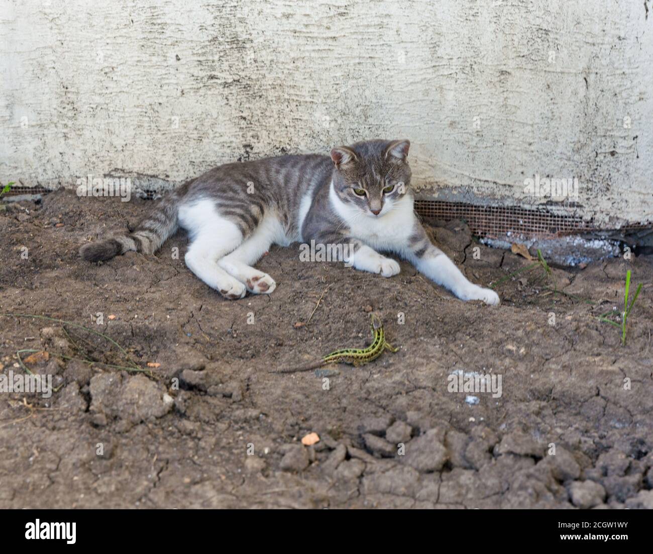 mongrel cat playing with a lizard on the ground Stock Photo Alamy