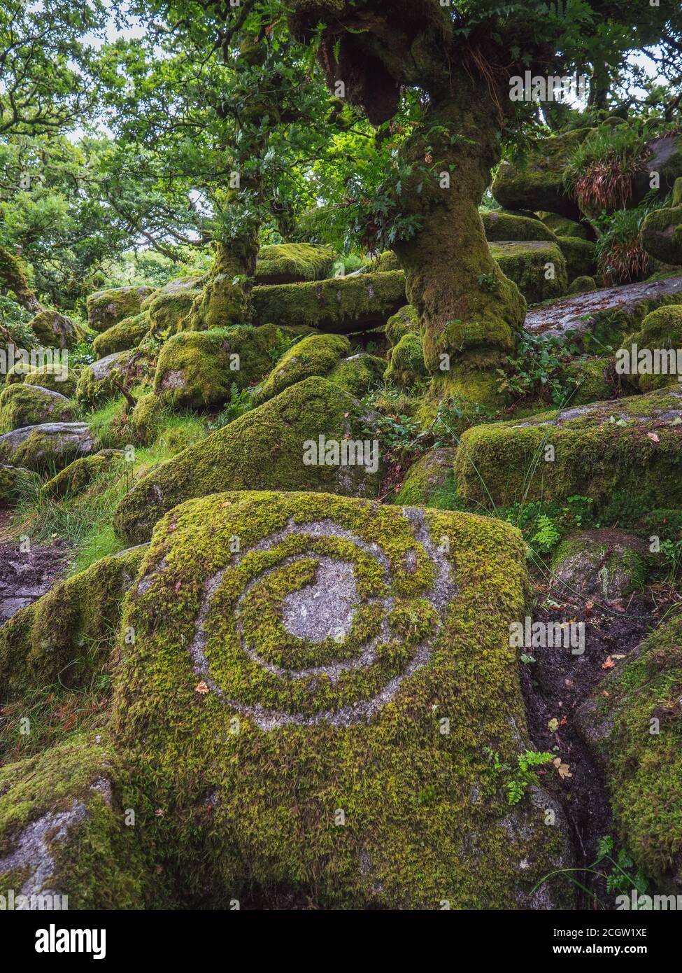Twisted, gnarled dwarf oak trees growing among rocks in a mossy wood Stock Photo