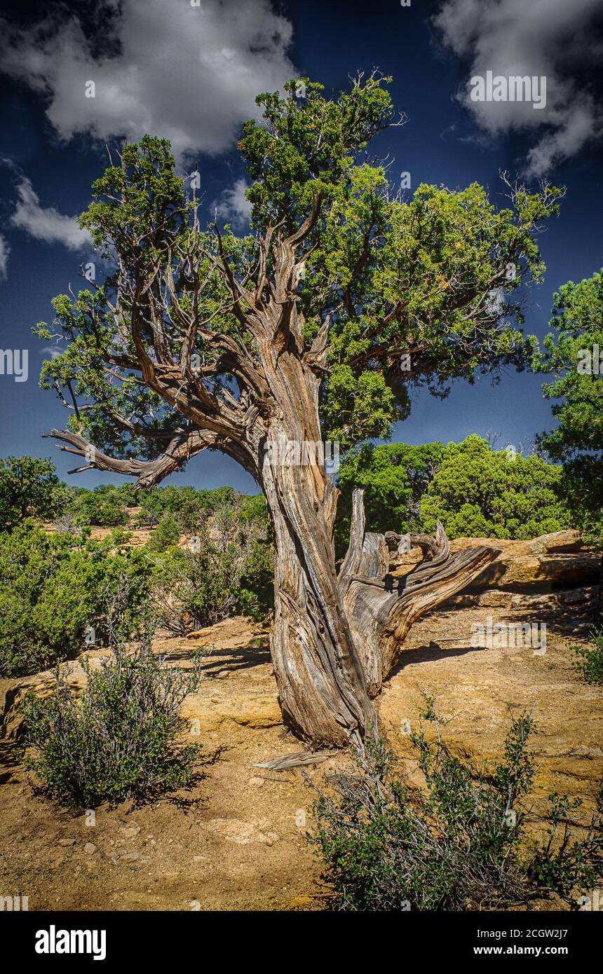 Junipers are coniferous trees and shrubs in the cypress family Stock