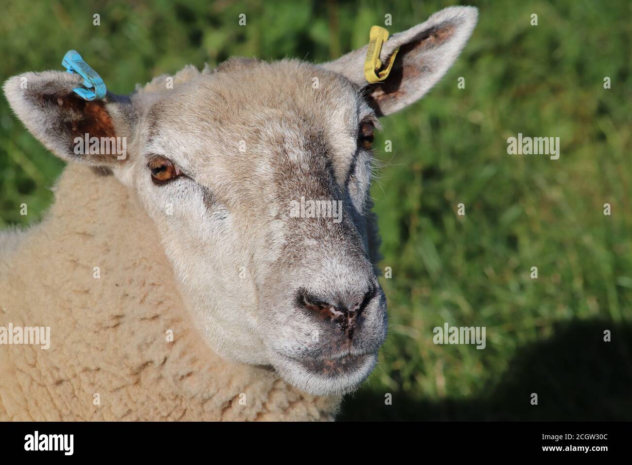 Pupil of sheeps eye hires stock photography and images Alamy