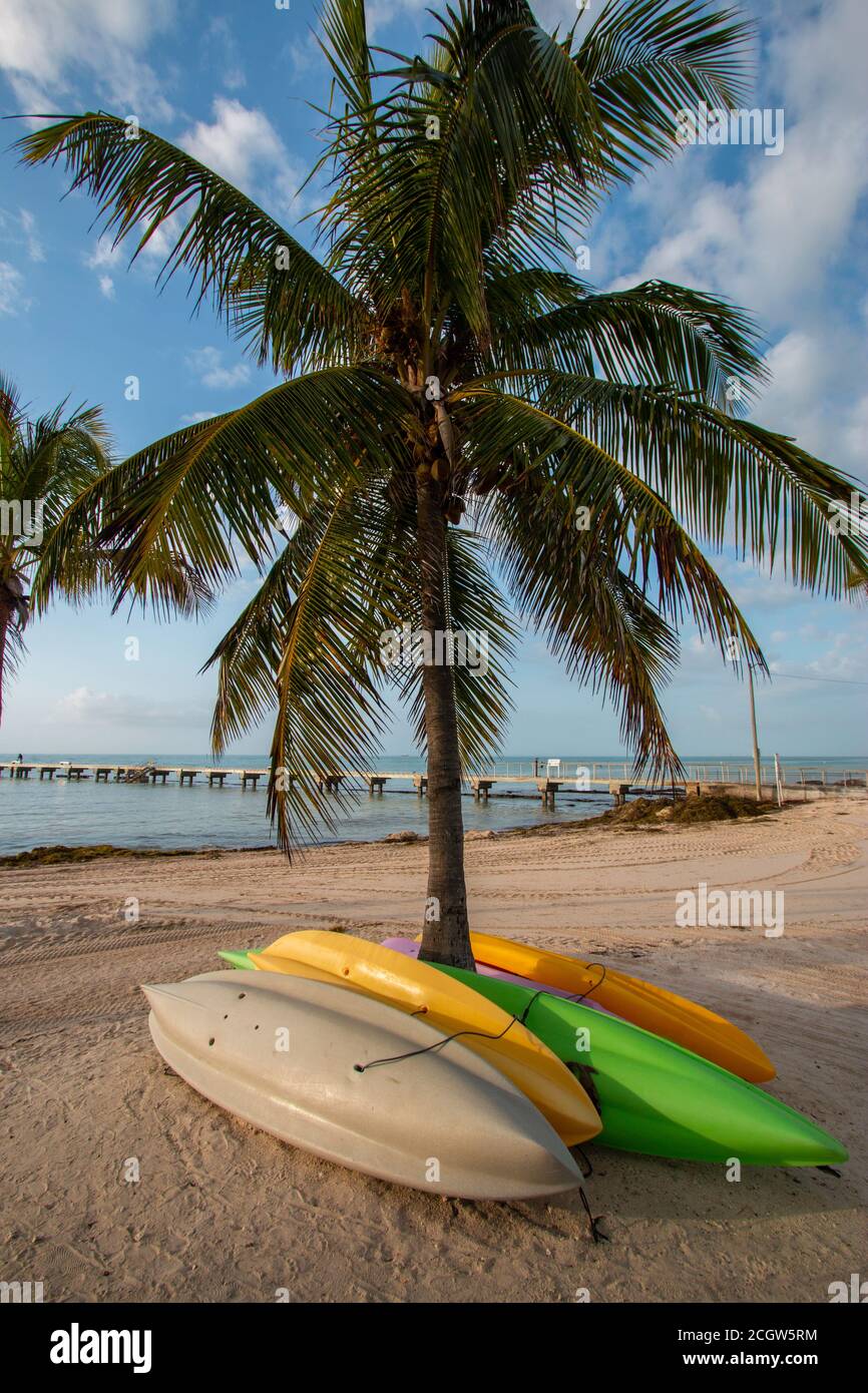 Kayaks under a palm tree next to Higgs Beach Pier in Key West Florida Stock Photo