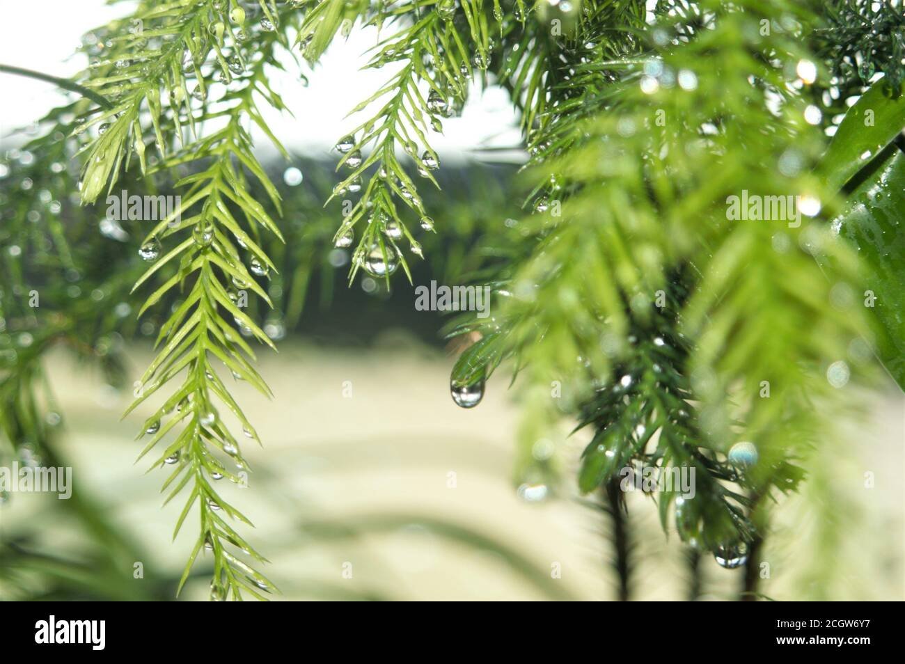 concrete angel on a blue bench Stock Photo Alamy
