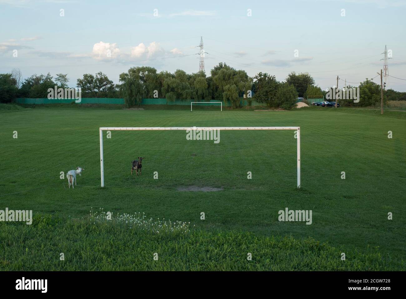 Goats grazing on empty countryside football pitch near an empty goal post, looking at the camera Stock Photo