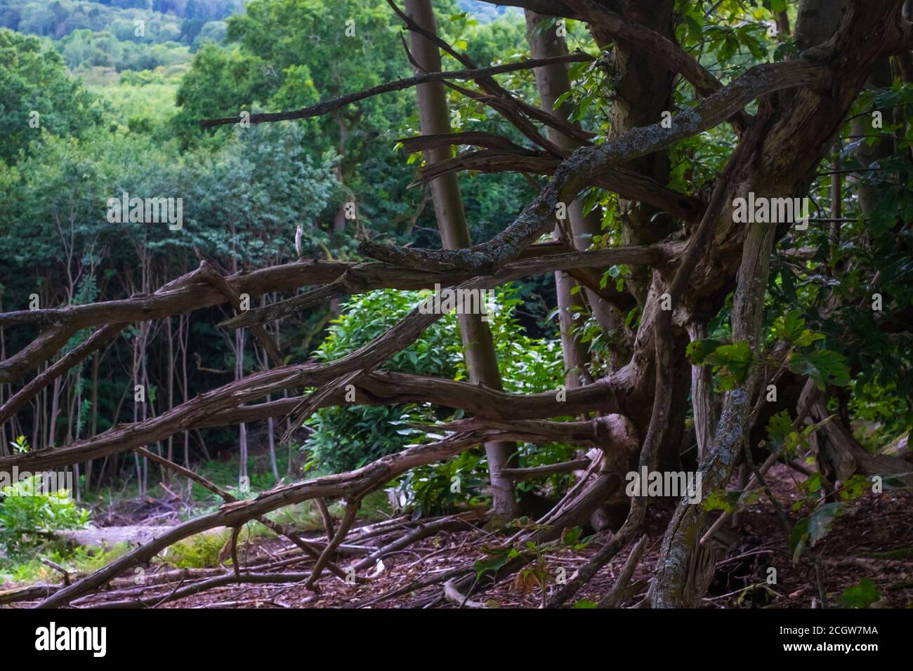 Hillside woodland in southern England Stock Photo