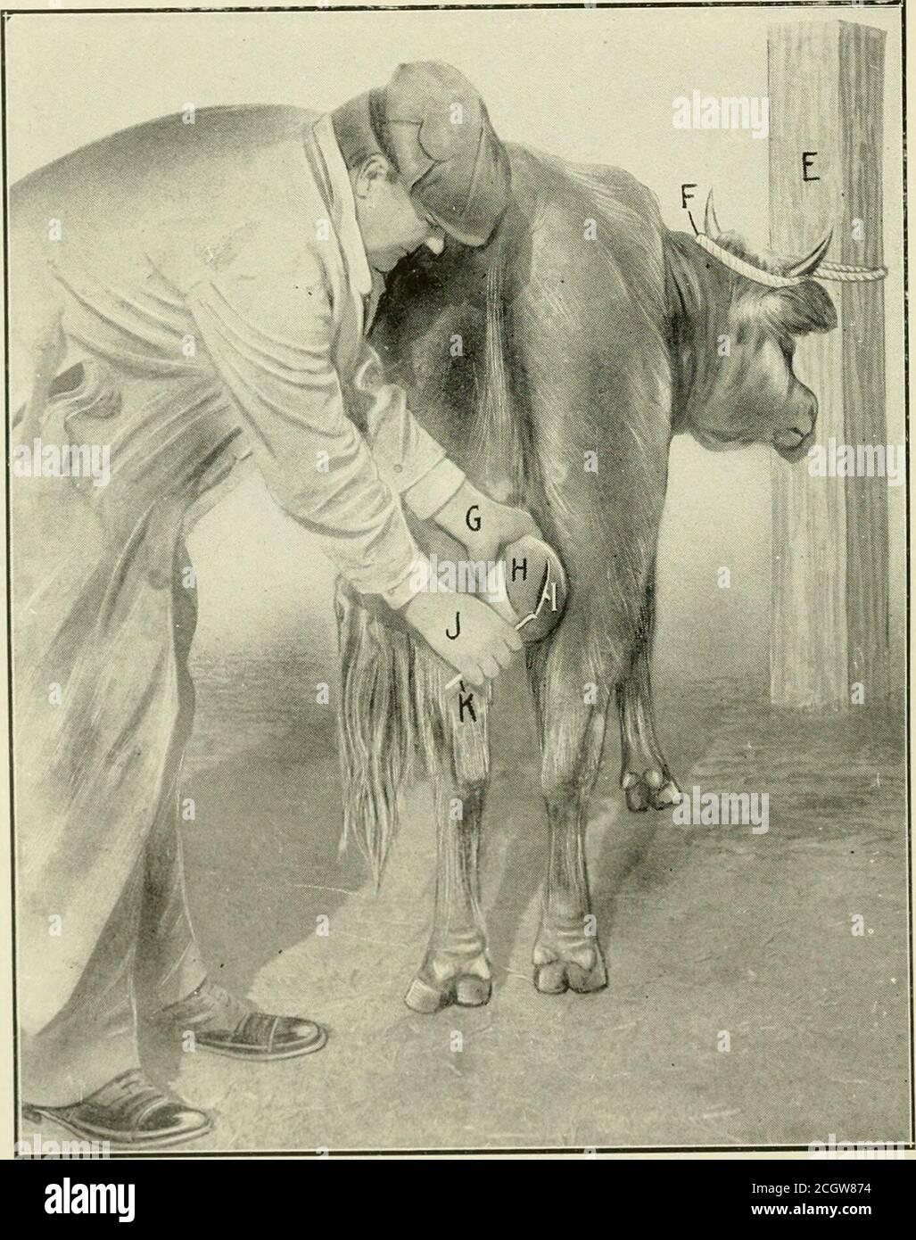 Castration bull hi-res stock photography and images - Alamy