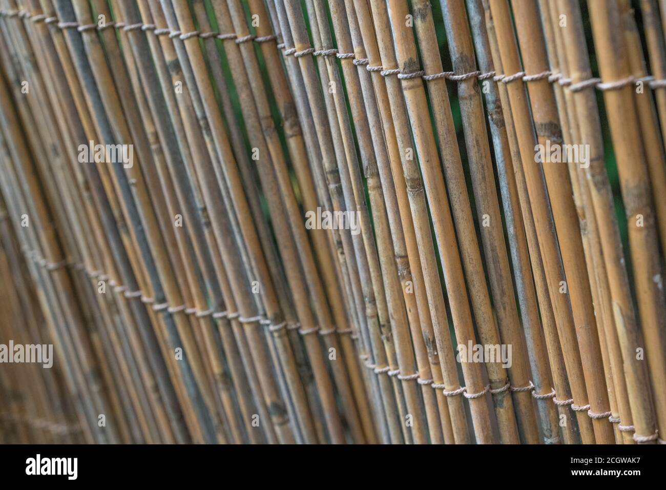 Upright section of natural reed garden screening, showing traces of early reed decay. Nice natural texture background or metaphor for gardening. Stock Photo