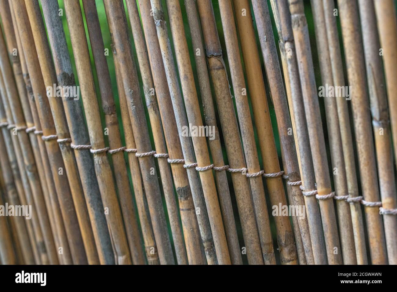 Upright section of natural reed garden screening, showing traces of early reed decay. Nice natural texture background or metaphor for gardening. Stock Photo