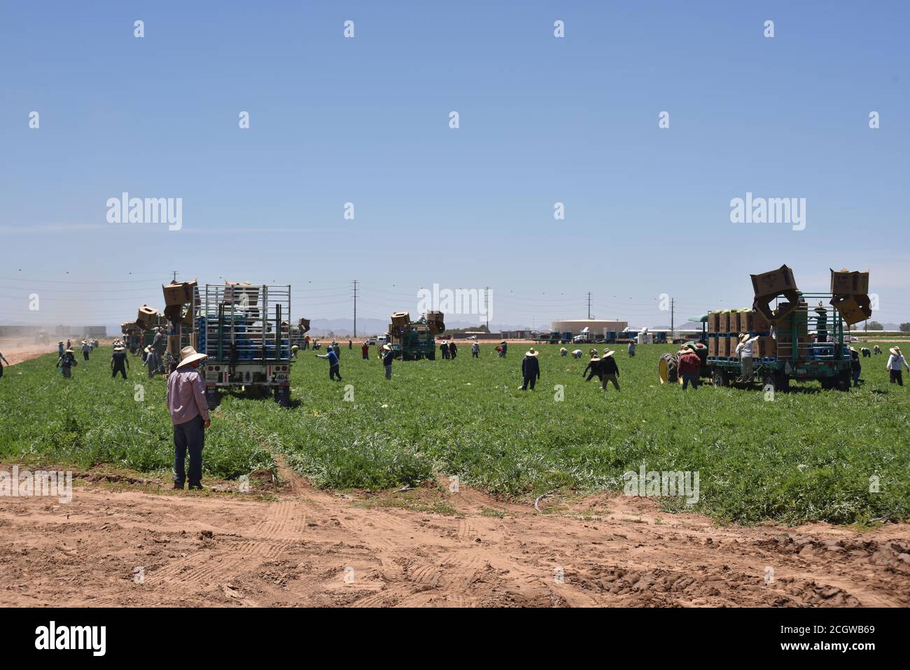 Arizona watermelons hires stock photography and images Alamy