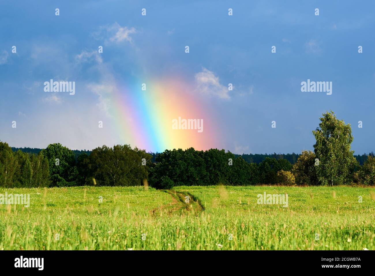 Bright rainbow column over a green field and forest. Rainbow after the ...