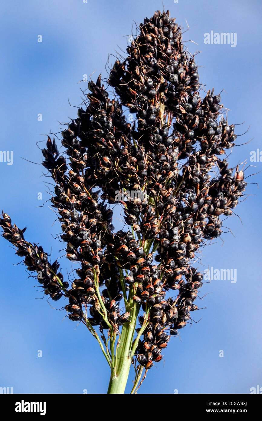 Black Millet Sorghum nigrum seeds in seedhead Stock Photo