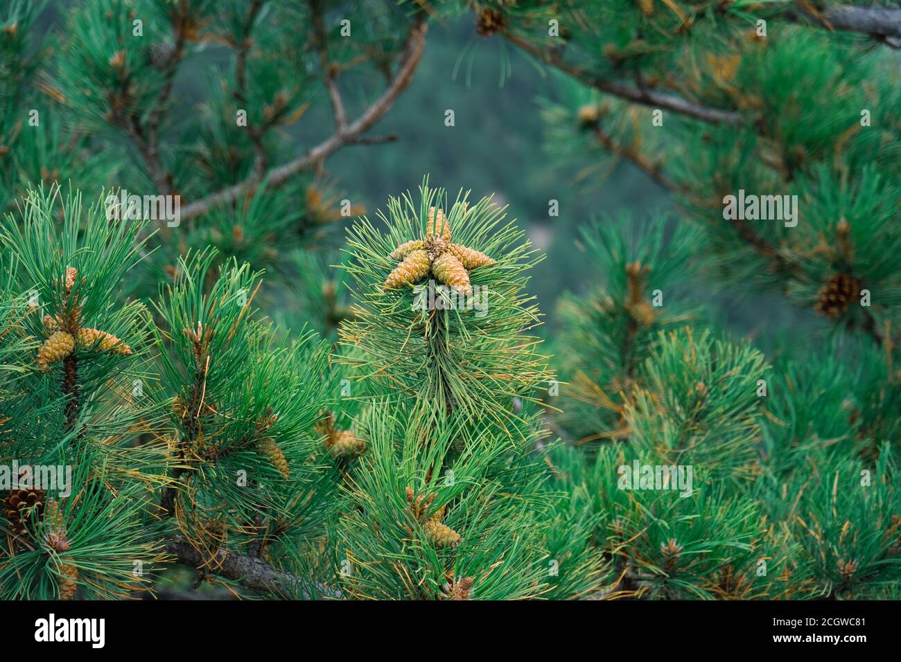 small pine cones clustered on some pine tree branches Stock Photo